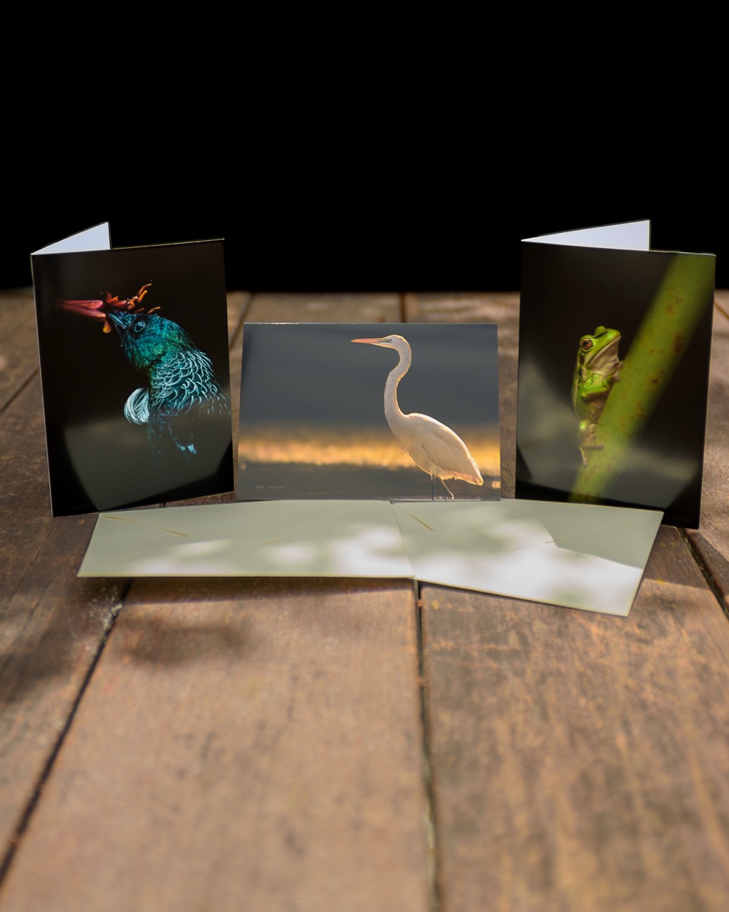 Fine Art Wildlife Greeting Cards Set - New Zealand Bird Photography